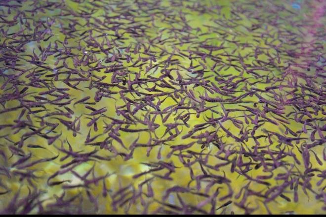 Omega-6 asndan Norve somonuna gre daha zengin olan Trk somonu, 'Kayseri'nin denizi' olarak adlandrlan Yamula Baraj'nda 528 da. alanda kurulu 14 bin 50 ton kapasiteli 16 iletmede retiliyor.