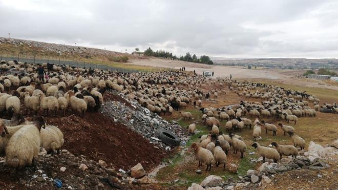 Dou Anadolu yaylalarnda 5 ay boyunca hayvanlarn otlatan gerler, k ayna girmeden Batman, Mardin, Siirt ve Diyarbakr gibi blgelere dnmek iin g etmeye balad.