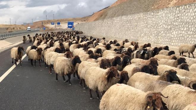 GNDE 7 KLOMETRE YOL  Batman&#8217;da Raman Da gzergahn kullanarak buradan Mardin&#8217;in Nusaybin ilesine dnen gerler gnde yaklak 7 kilometre yol aldklarn syledi.