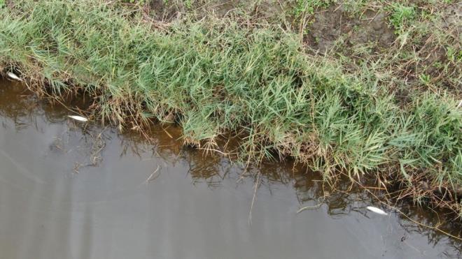Semizkumlar Mahallesi, Knal mevkiinde bulunan Esendoruk Deresi adeta can ekiiyor.