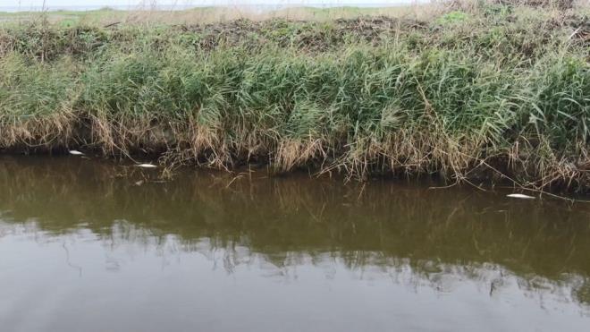 "BR ANDA SUYUN RENG DET BALIKLAR LMEYE BALADI"  Corona virs salgn nedeniyle iki ocuu ve eiyle burada kaldn syleyen Cem Efe "5 aydr buradayz. Yaz sezonunda bu derede balklarn atladn gryorduk. Ancak bir anda suyun rengi deiti. Ardndan balk lmleri balad. Biz de olanlara anlam veremiyoruz. Tm derede neredeyse hi balk kalmad. Nedeni konusunda bir bilgimiz yok. Dereye karan bir atk maddenin balklar ldrdn dnyoruz. Aratrlmasn istiyoruz" dedi.
