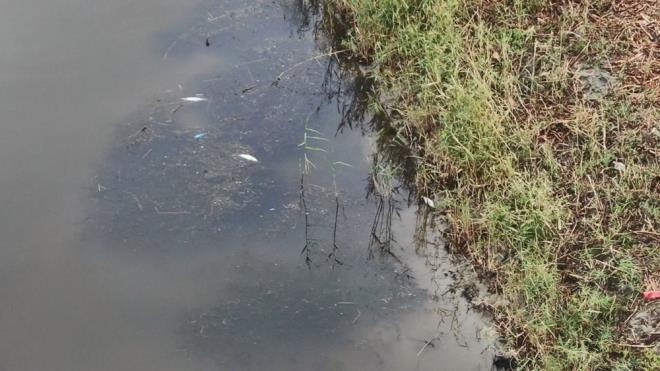 Blgede yaayan vatandalar deredeki olumsuz durum nedeniyle yetkililerden yardm istiyor.