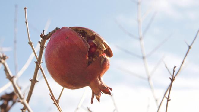 1 bardak nar suyu krmz arap, yeil ay, yaban mersini, acai zm ve turna yemiinden daha fazla antioksidan ierir.