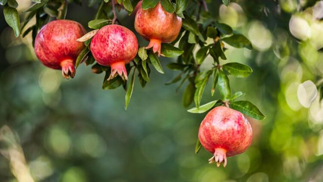Narn diyabet zerindeki etkileri hakknda hala ok ey bilinmezken inslin direncini azaltmaya ve kan ekerini drmeye yardmc olabilecei dnlyor.