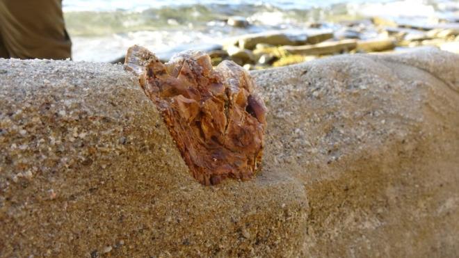Fosil kalntlarn bulan ve yetkililere haber veren amatr balk Erdin Aydoan ise &#8220;Pazar gn rutin olarak bala kmtk. Bu civarda gezerken kayalarn ierisindeki kemikler dikkatimizi ekti. Durumu niversiteden hocalarmzla paylatk. Hocalarmz gelerek uan n inceleme yapyorlar. Gerekli bilgiyi hocalarmz aratrdktan sonra verecekler. Bizim bu tip konulara zaten merakmz vard. Kaya oluumlar, dikkatimizi eken balca unsurlar arasnda yerini alyor. nallah bulduumuz fosiller blgemize deer katar&#8221; dedi.