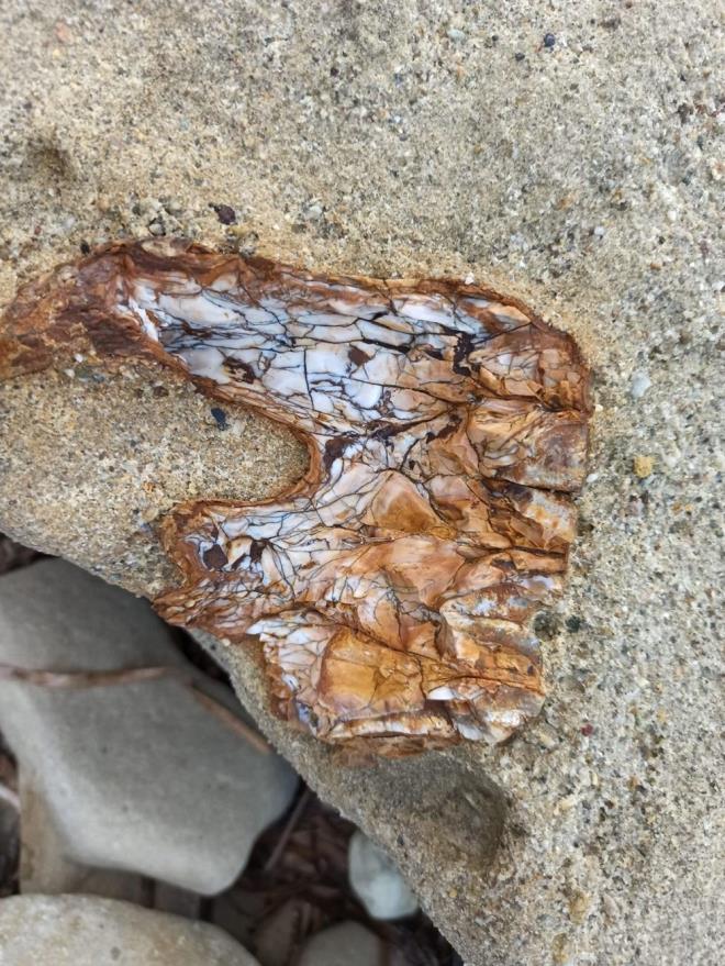 &#8220;ERGN VE BEBEK MAMUT FOSLLER&#8221;  Yaplan ilk incelemelere gre dilerin ergin ve bebek mamuta ait olduunu syleyen Kapan, &#8220;uanda syleyebileceklerimiz, gnmzden yaklak 9 milyon yl ncesine ait bir mamut yani fillerin atas fosili. Bu fil ld zaman yaklak 30-40 yalarnda ergin bir bireymi. nk bulunan di ve di kklerinden bunu syleyebiliyoruz ama tek bana deilmi. Yannda bir de st dii yani kk olmayan bir di bulunan bebek form varm. Yani, birden fazla form olduu iin ana-bebek ya da baba- bebek diyebiliriz&#8221; diye konutu.