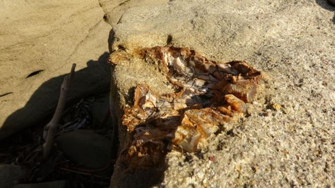 &#8220;ORMANLIK ALANDAN TATLI SU KENARINA GELM OLMA HTMALLER YKSEK&#8221;  Ergin ve bebek mamutun ormanlk alanda yaadn ve su ihtiyalarn karlamak iin o dnemde blgeye gelmi olabileceklerini de szlerine ekleyen Kapan, &#8220;O dnemde yani yaklak 9 milyon yl ncesinde bir ormanlk alanda yaayan formlardan bunlar. Yerden yaklak 2,5-3 metre ykseklie sahipler. Muhtemelen bir tatl su kenarna su ihtiyalarn gidermeye geldiklerinde balarna gelen bir doa olay sonucunda, gnmze kadar fosilleerek ulamlar ve biz de onlara bu sayede ulam olduk&#8221; eklinde konutu.