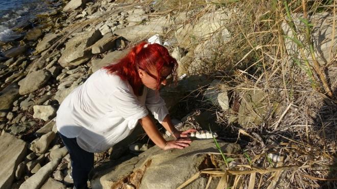 anakkale&#8217;nin Ezine ilesine bal Yeniky sahillerinde bir grup amatr balk tarafndan, yaklak 9 milyon yl ncesine ait olduu dnlen mamut fosilleri bulundu.