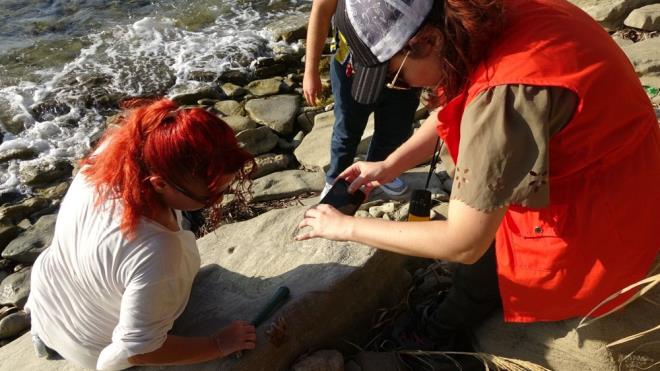 Sosyal medya zerinden kurduklar amatr balklk grubuyla anakkale&#8217;nin hemen hemen tm sahillerinde balk avlayan bir grup gen, getiimiz gnlerde Yeniky sahillerinde kayalarn ierisinde bulunan fosilleri kefedince durumu mze ve niversite yetkililerine bildirdiler. Yaplan resmi yazmalarn ardndan amatr balklarla blgeye giden anakkale Onsekiz Mart niversitesi (OM) Mhendislik Fakltesi Jeoloji retim yesi Dr. Sevin Kapan geni apl aratrma balatt.