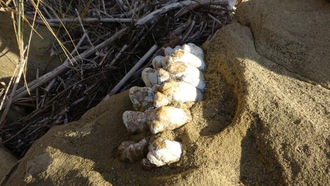 lk olarak fosillerin olduu kayalar belirlendi. Daha sonra kayalarn ierisinde bulunan fosillerin zarar grmemesi iin zel bir svyla kayalarn ierisindeki boluklar dolduruldu. Bu sayede kayalarn ierisindeki fosil kalntlar ta kesme makinesiyle karlarak anakkale Onsekiz Mart niversitesi&#8217;nde aratrma altna alnd.