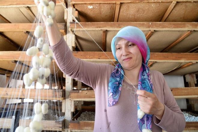 Yumurtadan trtla, trtldan kelebee giden bir dngnn iinde yaamn srdren ipek bceinin koza haline gelmesi, toplanan kozalarn Koza Birlik yetkililerine teslimi ile ipek olarak ekilmesine kadar olan tm aamalar fotorafland.