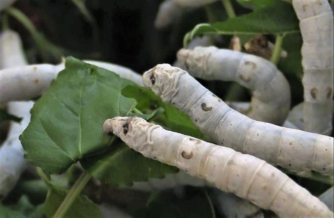 Tarm ve hayvanclkla geimini salayan iftiler, 45 gnlk bir srede ekonomilerine katk salamak iin ayrca ipekbcei besliyor. Osmaneli ilesine bal Gnren kynde de Hatun ailesi, 3 nesildir ipek bcei yetitirmeye devam ediyor.