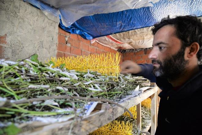 Gereken destein zellikle ii yapanlarn iin sorumluluunu alarak, karlksz brakmayarak yeni geim kaplarnn oluturulabileceinin altn izen Vali entrk, ''pekbcekiliini, sadece ipekbceini yetitirmek iin deil, ipei ileyerek, Bilecik kadifesini ve ipekten yaplan kumalar yeniden canlandrmalyz. Yeniden bunu canlandrabilirsek, ipekten daha kymetli rnler, katma deeri yksek rnler retilirse, doal olarak ipekbceine de verilen ehemmiyet artacaktr. Koza Birlik, hem dut fidan temininde, hem lavra temininde, hem hasadn yaplmasnda, hem de rnn alnmasnda ok iyi destekler ve imkanlar salyor. 10 kutuluk bir ipekbcei lavrasndan, bir yllk ki, o yl dediimiz 45 gne syor- bu zaman zarfnda sarf edilen emek ile beraber asgari cretin zerinde bir gelir elde etmek mmkn. pekbcekiliinin daha da yaygnlamasn arzu ediyoruz'' diye konutu.