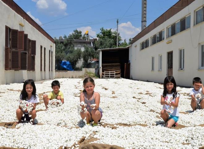 Bu anlamda giriimcilere 1 yllk asgari crete e deer gelir elde edecek toplu ve sistemli dut baheleri oluturuluyor.