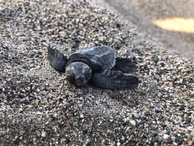 550 BN YAVRU DENZLE BULUTU  DEKAMER Bakan Pamukkale niversitesi Biyoloji Blm retim yesi Prof. Dr. Yakup Kaska, Trkiye'de 15'i ana kumsal olmak zere toplam 25'e yakn yuvalama alan olduunu kaydetti. Prof. Dr. Kaska, verilere gre Hatay, Adana, Mersin, Antalya ve Mula illerindeki yuvalama alanlarnda bu yl yaklak 6 bin caretta caretta yuvasndan 350 bin yavru, 3 bin 500 yeil deniz kaplumbaas yuvasndan da 200 bin yavrunun denizle bulutuunu syledi.