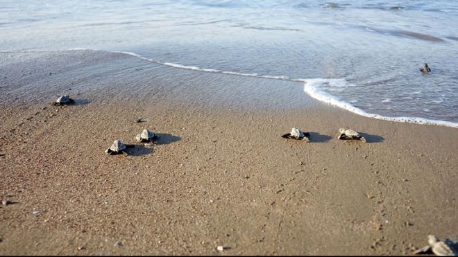 YUVALAMA ALANI ARTTI  Son yllarda deniz koruma almalarnn artrlmasyla birlikte yuvalama alanlar da Trkiye genelinde 25'e ykseldi. Dokuz yuvalama kumsalyla Antalya ilk srada yer alyor. Bu kumsallardan bei ise 'zel evre Koruma Blgesi' statsnde korunuyor. Bu yl tm dnyada etkili olan koronavirs salgn, hayatn birok alannda olumsuz etkiler olutururken, insan hareketliliinin azalmasna bal olarak doada ve yaban hayatnda ise olumlu gelimelere yol at.