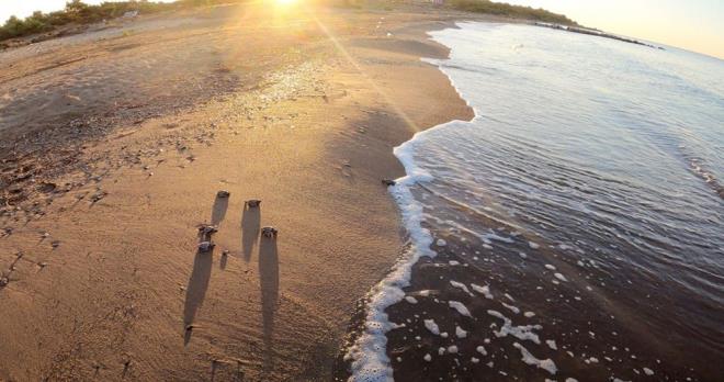 CORONA VRS ONLARA YARADI  Corona virs nedeniyle lkeler aras seyahat kstlamalar deniz kaplumbaalarnn yuvalama dnemleri olan mays-temmuz arasna denk geldii iin sahiller bo kald. Trkiye'nin yl boyu aktif olan tek merkezi Dalyan-ztuzu Plaj'ndaki Deniz Kaplumbaalar Aratrma, Kurtarma ve Rehabilitasyon Merkezi (DEKAMER) verilerine gre, sahillerin bo kalmas nedeniyle hem caretta caretta hem de yeil deniz kaplumbaas yuva saylar geen yla gre yaklak yzde 40 art gsterdi.
