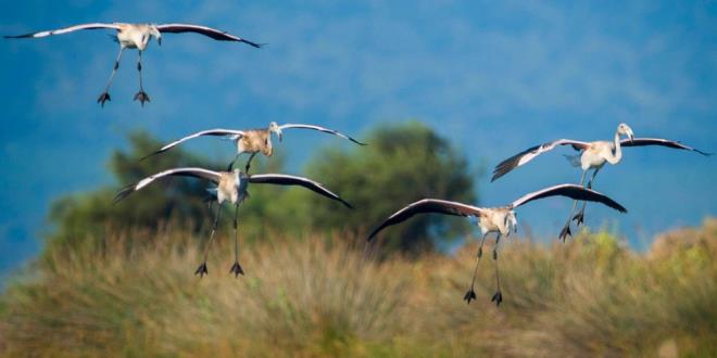 Yzlerce gmen ku trn arlayan, Trkiye'den sadece g ederken geen ve "geit trleri" olarak adlandrlan kularn da mola yerlerinden olan Karacabey Longozu ve Dalyan Gl, kumul toprak yapsndan olumas, zengin bitki trleri ve bu besinlerle yaamn srdren hayvanlar iin byk nem tayor.  <br>  Avlanmann yasak olduu longoza en yakn krsal mahalle olan Bayramdere'de yaayan vatandalara ait mandalar, yaz aylarnda bu glde serinliyor.