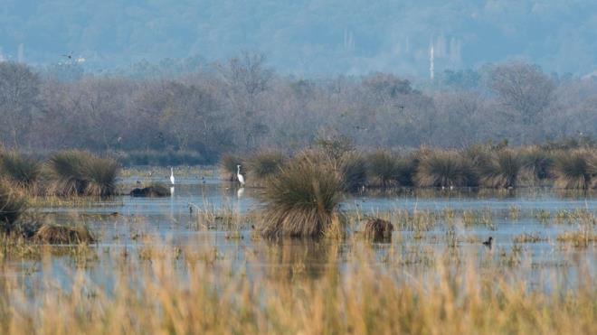 PELKAN, KUU, BALIKIL VE RDEKLERN DOAL YAAM ALANI  <br>  Trkiye'nin sayl longozlarndan olan blge, yaban hayat gelitirme sahasnda bulunuyor. Pelikan, kuu, balkl ve rdeklerin doal yaam alan olan longoz, yzeyinde aan nilfer iekleriyle ayr bir gzellii barndryor.  <br>  K ve ilkbahar yalaryla artan su seviyesine paralel olarak longozun habitat canllk kazanyor. Yaz aylarnn ilerleyen gnlerinde ise belirli alanlara kadar ekilen sulardan geriye oksijen deposu yeil bitki rts ile ormanlk alan ve yry yollar kalyor.