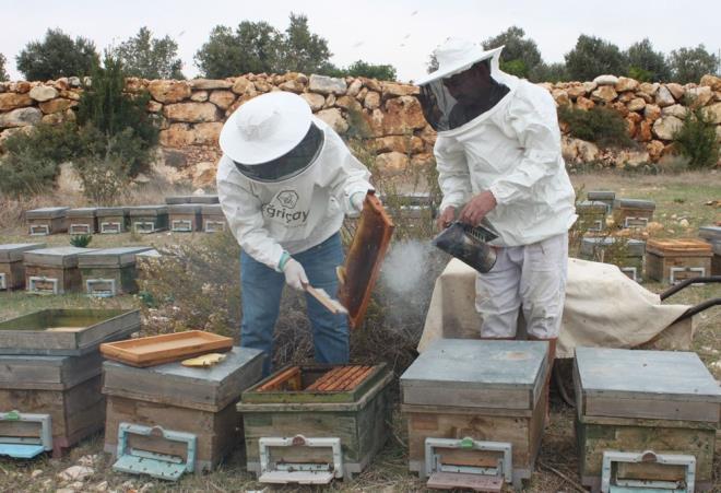 Mersin'de arlarn bal mesaisinin srdn belirten retici Celal ay, "Mersin arclk iin ok uygun bir blge, dnsenize ka giriyoruz ama biz arlarmzdan bal sayoruz. Anadolu'nun birok blgesinde u anda arlar uykuda. Ama bizim Mersin'de arlar kasm aynda bal getiriyor. Biz de bugn organik arclk iletmemizde bal sayoruz. Keiboynuzu bal akciere ok iyi geldii iin, bir de tp bebek merkezleri sperm kalitesini arttrmak iin keiboynuzu baln tavsiye ediyor. Bu balmz ok fazla talep gryor. Biz de Mersinli arclar olarak kasm aynn sonunda bu balmz sayoruz ve tketicilerimize ulatryoruz. Keiboynuzu bal blgemizde biliniyor, lkemizde de yeni yeni bilinmeye baland" dedi.