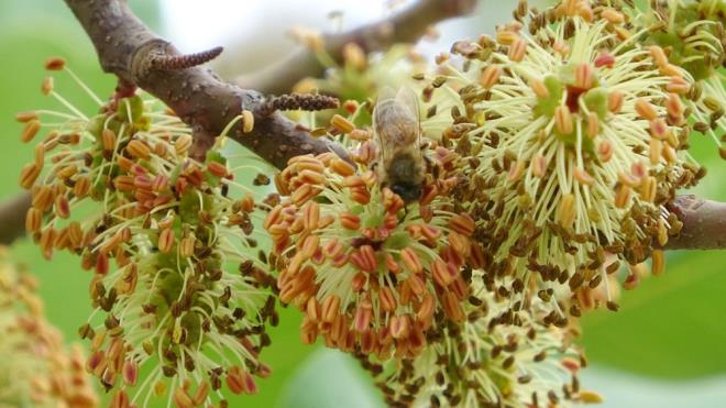 Birok ilde souk havalar nedeniyle arlarn mesaisi bitmiken, Mersin'de kasm ay banda amaya balayan keiboynuzu iekleri arlarn mesaisini uzatt.