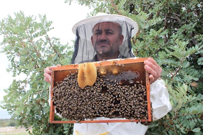 "BAIIKLIK SSTEMN GLENDRMEK STEYEN BU BALI TKETYOR"  retimin organik ve sertifikal olduunu, eitlerin arttn anlatan ay, "Bunlarn iinde narenciye bal var, kekik bal var, lavanta bal var, sandal bal var. Bugnse kasm aynn sonunda keiboynuzu baln arlarmzdan sayoruz. lkemizde ok sevilen monoflora ballardan bir tanesi. Son aylarda bu bala olan talep ok fazla artt. Artmasnn sebebi ise pandemi sresince tketicilerimiz baklk sistemini glendirmek iin bu bal tketiyor. Bize ok fazla sayda keiboynuzu bal talebi geliyor. Tabi bunun hepsini karlayamyoruz. Bittii zaman bitiyor" diye konutu.