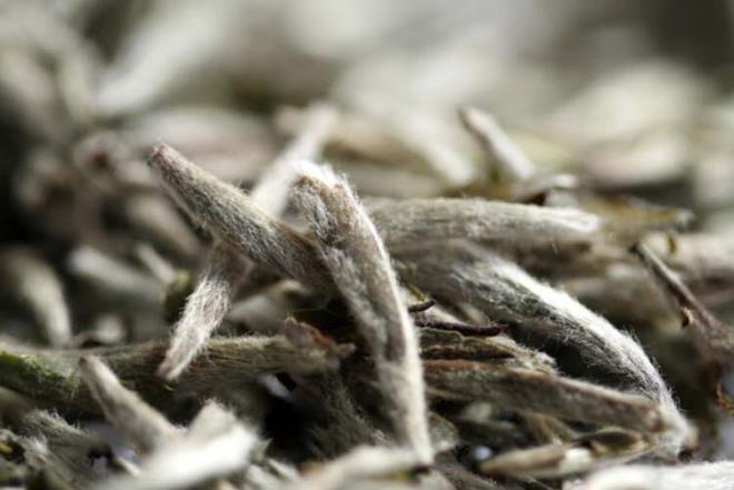 Beyaz ay:<br>  Beyaz ay iin toplanan ay yapraklar ilenirken ok az okside olduu iin, yeil aya oranla daha fazla antioksidan ierir. Yeil ay ile beyaz ayn faydalar aa yukar ayndr, ancak beyaz ayn antioksidan kapasitesi daha fazladr.