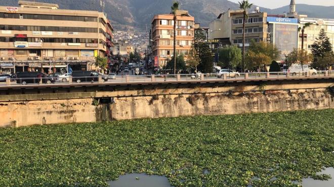 Suda yetiip gelien, suyun oksijen ve k almasn engelledii iin balklarn ve dier su canllarnn lmne neden olan su smbllerinin younluu, dikkat ekti.