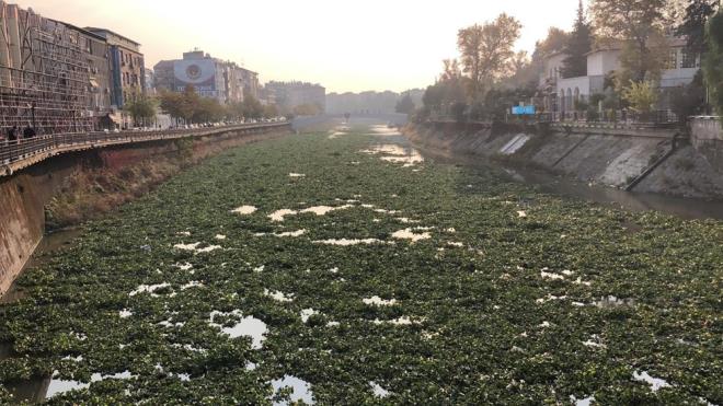 Lbnan'dan balayan, Suriye snrn aarak Trkiye'ye ulaan ve ters akmasyla bilinen Asi Nehri'nin zerini su smblleri kaplad.