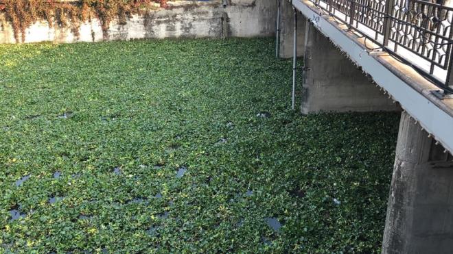 evredeki vatandalardan zkan Bozkurt, smbllerin canllara zarar verdii iin zldn ama dier yandan nehir zerinde grsel bir len oluturduunu syledi.