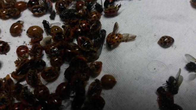 ''ARI KOVANLARINA DA ZARAR VERYORLAR''  Evlerin ak camlarndan odalara dolan yzlerce uur bceinin, blgede bulunan ar kovanlarna da zarar verdiini ifade eden blge halk, mahallelerde aratrma yaplmasn istiyor.