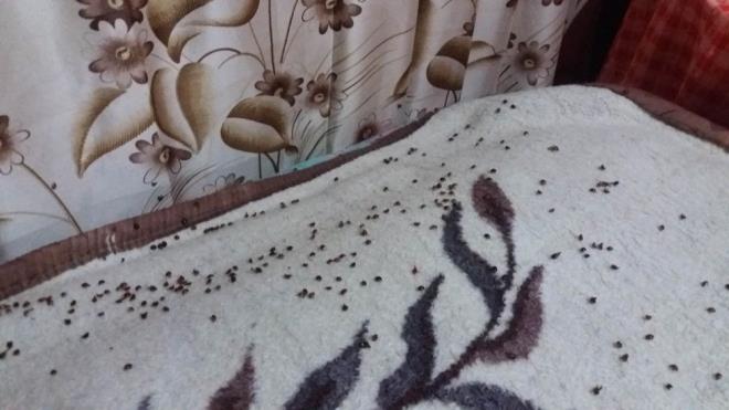 ''HER TARAFTA BCEK VAR''  Evin her tarafnda uur bcekleri olduunu ifade eden Firdevs zcan, "Pencereleri, perdeleri spryorum, yeniden uur bcekleri geliyor. Geen senelerde birka tane grrdk, imdi yzlerce var" eklinde konutu.