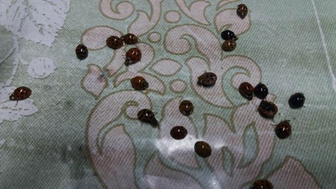 Uur bceklerini ilk grdklerinde durumdan rahatsz olmayan mahalle sakinleri, zaman getikte artan uur bcei says karsnda aknla urad.