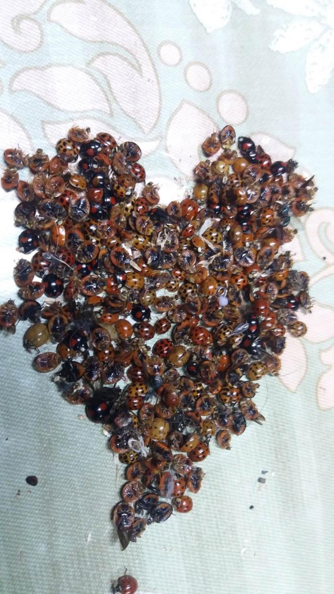 ''DAHA NCE BYLE BR EY GRMEDM''  Bu kadar ok uur bceini daha nce hi grmediini belirten Abdullah zcan (75), "Her tarafta bcek var. Perdelerin st, evin iinde bile uur bcekleri var. Bir zarar var m yok mu bilmiyorum" ifadelerini kulland.