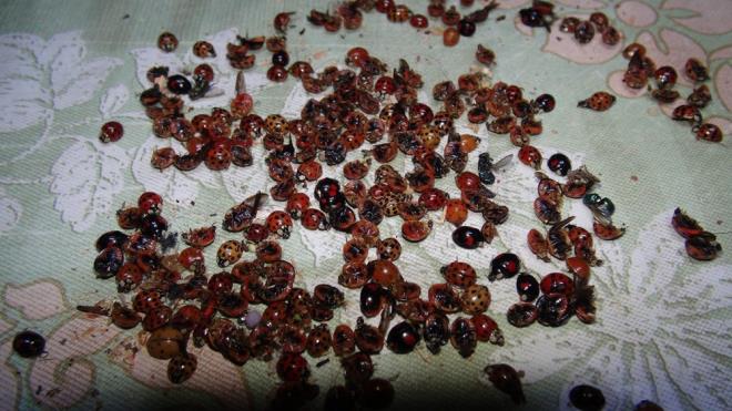 6 MAHALLEY STLA ETTLER  amlhemin ilesine bal Srt Mahallesi, Kavak Mahallesi, Yukar amlca Mahallesi, Dikkaya ky, Behice ky ve Topluca kyne uur bcekleri dadand.