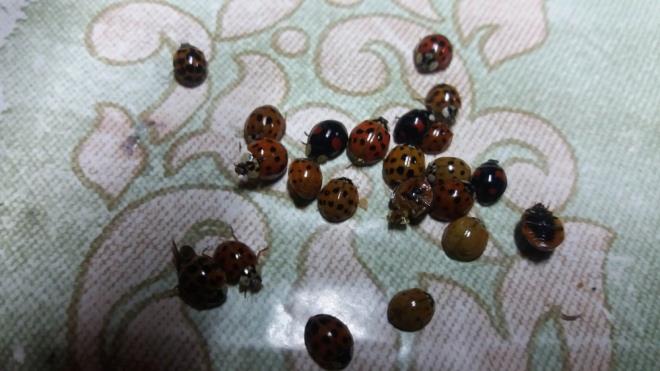 PROF. DR. SEVGL: EVLERDE SIKINTI OLUTURUYORLAR  Ordu niversitesi (OD) Fen Edebiyat Fakltesi Molekler Biyoloji ve Genetik Blm retim yesi Prof. Dr. Hasan Sevgili, bceklerin uur bceigillerden 'Harmonia' tr olduunu syledi.