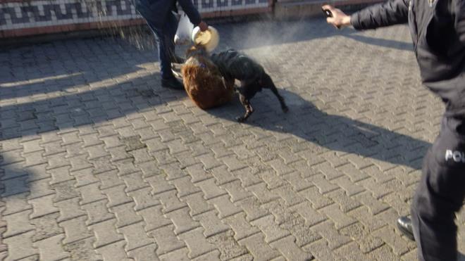 Kpein sahibine tepki: Olay yerinde bulunan vatandalar saldrgan pitbulun sahibine tepki gsterdi. Pitbull'un sahibi ilem yaplmak zere Kdz. Ereli le Emniyet Mdrl&#8217;ne gtrld.