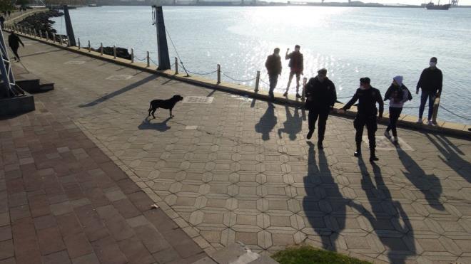 Melih Uysal, kucandaki ss kpeine saldry engellemek iin youn aba sarf etse de baarl olamad. Pitbull saldrd kpei boarak ldrrken, sahibini de elinden yaralad.