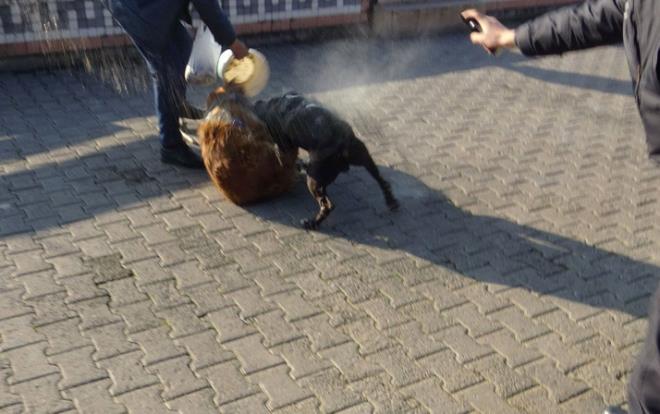 ZONGULDAK'daki olay, Ereli ilesi Atatrk Bulvar yanndaki sahil bandnda meydana geldi. ddiaya gre sahibinin park halindeki aracnn ak olan camndan kaan pitbull cinsi kpek sahilde amfi tiyatro civarnda ss kpei ile bu kpein sahibi Melih Uysal&#8217;a saldrd.