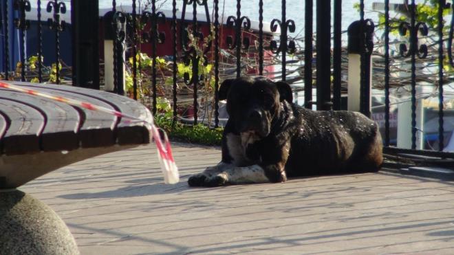 Biber gaz va kovalar yetmedi: Sahil bandnda grd dier kpeklere saldran pitbulun bu saldrsn engellemek iin polisler biber gaz kullanrken, vatandalarda ellerindeki kovalar kulland. Saldrgan pitbull bu srada 2 kpei ve bir kediyi de yaralad.