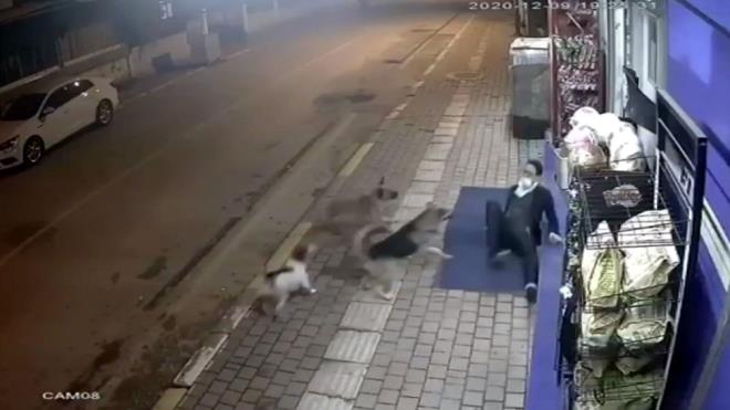 Kaldrmda yryen bir kii, 3 sokak kpeinin saldrsna urad.