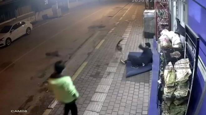 Daha sonra kpekler gelen bir kiinin yardmyla uzaklatrld.