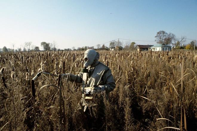 TAHILLARIN YARISINDE GVENL OLMAYAN SEVYEDE RADYOAKTF MADDE BULUNDU  <br>  Bununla birlikte 34 yln ardndan felaketin etkileri blgede hala devam ediyor.  ngiltere&#8217;de yer alan Exeter niversitesi ve Ukrayna Tarmsal Radyoloji Enstits&#8217;nden aratrmaclar, Ukrayna&#8217;nn bakenti Kiev'in 80 kilometre uzaklkta yer alan Ivankiv'de test ettikleri buday, arpa, yulaf ve dier tahllarn neredeyse yarsnda gvenli olmayan stronsiyum 90 ve sezyum 137 konsantrasyonlar buldu.