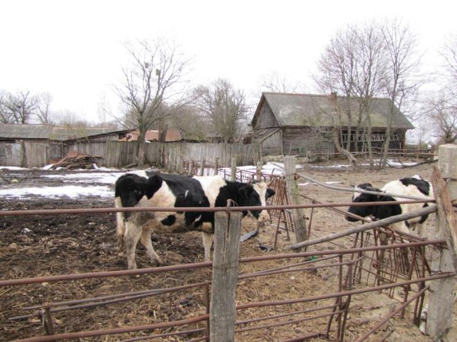 Ukrayna'nn Rivne blgesindeki doktorlar, ( kazadan yaklak 500 kilometre uzaklkta) kanser, kalp ve kan hastalklar ve solunum hastalklar oranlarnn arttn bildirdi. 2006'da da  The Guardian'da yaymlanan bir haberde ise patlama blgesi ve etrafnda doan bebeklerin neredeyse te birrinde fazlasnda i organ deformasyonu olduu belirtildi.