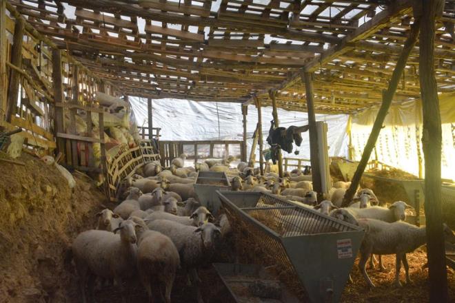 Ailesi iin bir ev yapan ve 50 koyun alarak hayvancla balayan ak, doan kuzular ile bu sayy 130&#8217;a kartt.