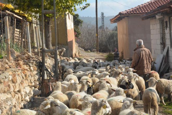 Baba ak, &#8220;Tecrbelerimi oluma yanstyorum. Bu arada hanmm da yardm ediyor. Doumda olsun bakmnda olsun. Her trl yardmda bulunuyorum oluma. Arpa, buday ekiyoruz, saman ve yonca yapyoruz. Yardmc oluyoruz&#8221; diye konutu.