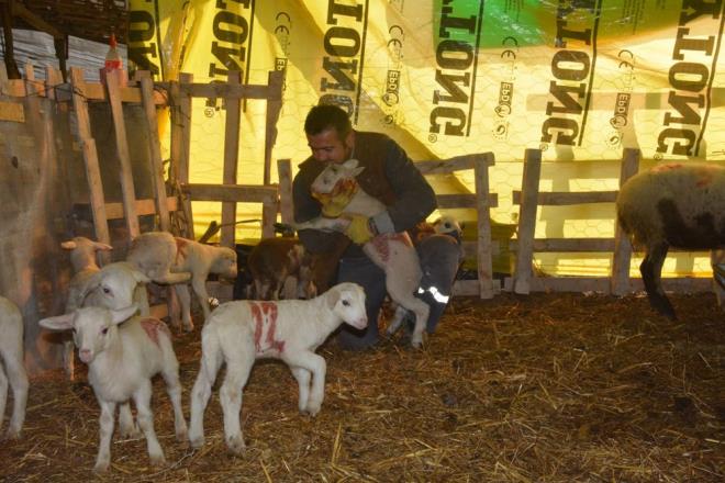 Koyun iine baladm. ncelikle 50 tane aldm sonra kendime damzlk braktm ve sayy daha sonra 100&#8217;e karttm. imdi yeni doan kuzularmla birlikte bu say 130&#8217;u buldu. Kendi sermayemle bymeye alyorum. Hedefim koyun saysn 200&#8217;e kartmak. Yava yava bu ekilde byyp btn geimimi bu ekilde yapmay dnyorum&#8221; dedi.