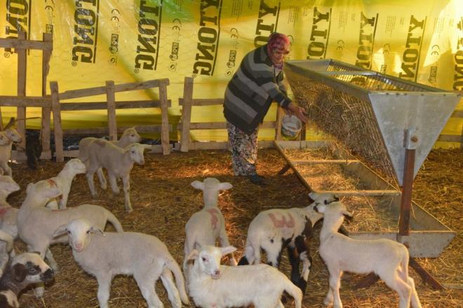 Annemle akamlar kuzular emziriyoruz. Doum aamasnda bazen skntlar oluyor, babam da yardm ve mdahale ediyor. Artk zel sektrde almak istemiyorum. Neden, nk haftada bir gn tatiliniz oluyor, yllk izinleriniz oluyor, ona da kabiliyorsanz kyorsunuz. Srekli bir yaptrm iinde olmu oluyorsunuz. Ama ben u anda zgrm, istediim gibi hareket edebiliyorum&#8221; eklinde konutu.