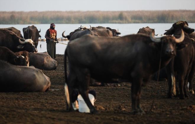 Bataklk Araplar kadnlar da su kenarna kurulu hayatn ykn eleriyle paylayor. Her afak sktnde mandalarn stn saan kadnlar, bunlar byk kavanozlara koyarak erkeklere teslim ediyor.