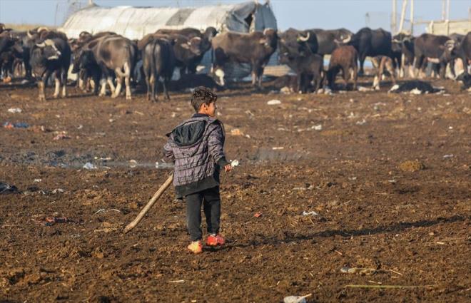 Esedi, bunlarn nemli blmnn azalma ve yok olma tehlikesiyle kar karya bulunduunu syledi ve "u an manda says 114 binlerden 5 binlere dt. Bu da kurutulma ve ihmalin sonucudur" ifadelerini kulland.